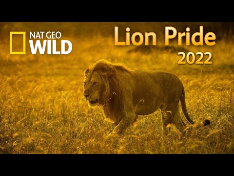 Lion pride new Documentary 2022 - Nat Geo wild.