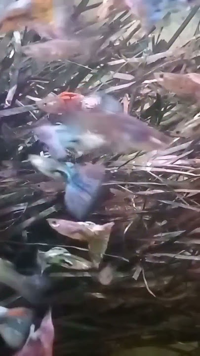 kumpulan ikan Guppy jenis gras,indukan rainbow.