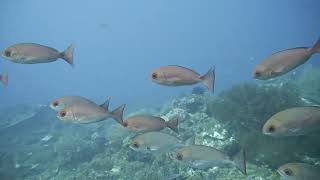 Raja Ampat - Melissa's Garden