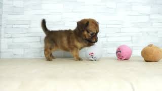 KIKUCHI PET】 仔犬仔猫 No.250912 ミックス犬（父：チワワ 母