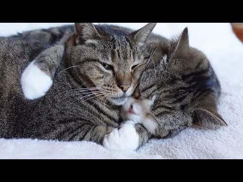 抱っこでお昼寝するねこ。-Cat's cuddle nap.-