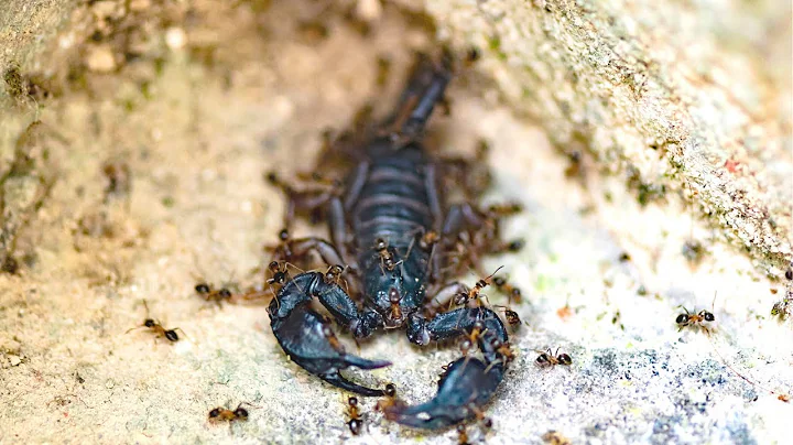 Why ALL Insects Are Terrified of Ants