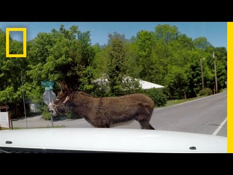 In Hot Pursuit of a Mean Donkey | Southern Justice