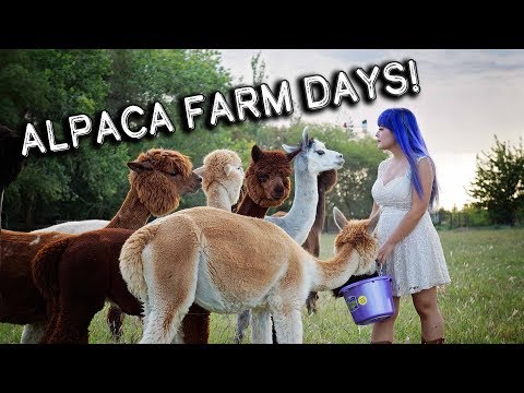 Video: Ziua De Forfecare La Fermă Pentru Alpacas