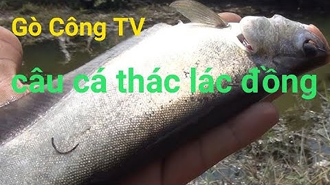 Đi Câu Cá Thác Lác Cùng GÒ CÔNG TV