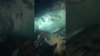 Best Fishing Moments Underwater Compilation