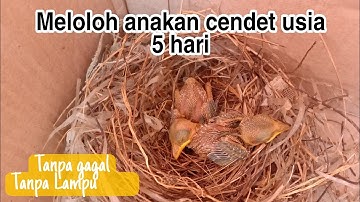 cara meloloh anakan burung cendet usia 5 hari