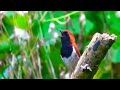 Kicauan Dasyat Robin Jepang Ngalahin Nightingale Mp3 - Mp4 Download