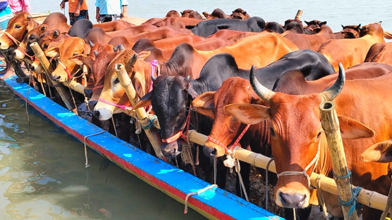 cow video, goru video, cow unloading, cow videos, animal, big cow,  hamba cow, Ep-01