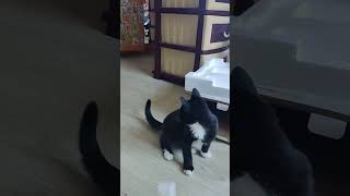 Профи, НЕСИ!!! / Дрессировка котёнка 😁😁😁