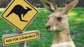 Australia faces overpopulation of kangaroos by BENILANDIA 151 views 6 months ago 8 minutes, 35 seconds