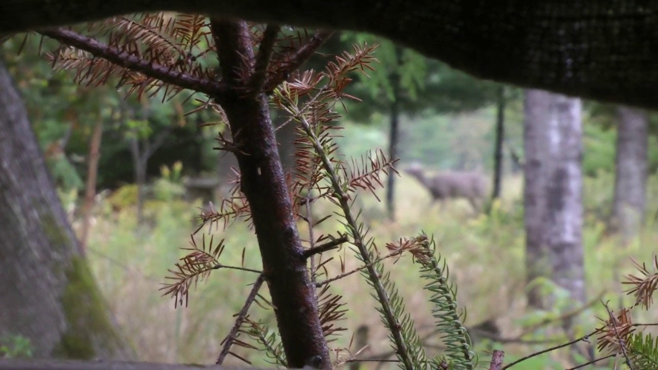 Deer hunting clips 2019 bow season YouTube