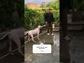 Dogo Viralvideo Dogoargentino Dogowner Youtubeshorts Petowner Doglover Foryou Fyp Shorts Dogo Viralvideo Dogoargentino Dogowner Youtubeshorts Petowner Doglover Foryou Fyp Shorts