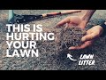 How to DETHATCH your lawn. 4 reasons WHY you want to do it and WHEN you should.