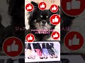 【検証】ジャスティスターで誰が好き? @justi-star #チワワ #犬のいる生活 #shorts #ジャスティスター