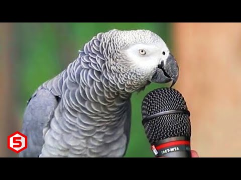 Video: Bagaimana Hewan Berbicara