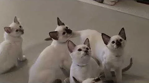 Watch the video about Provenance Siamese and Balinese kittens