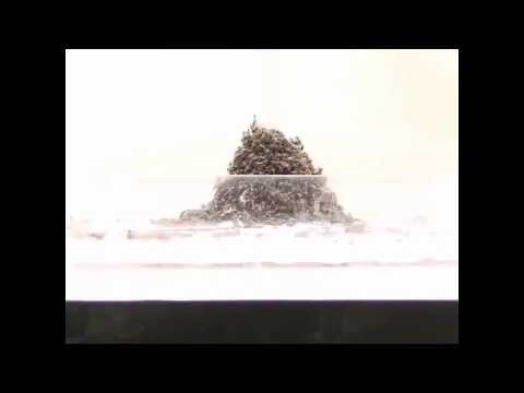 Ants build towers that flow like a fountain in reverse