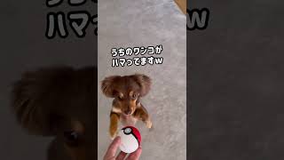 おすすめ！モンスターボールの犬用おもちゃ。shorts チワックスとパパチワックスえびす