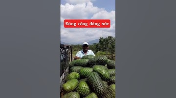 Đảm bảo là đáng công đáng sức trồng đấy các bác ơi☎️092.391.6866-0921.826.862 #nhavuonngoclam