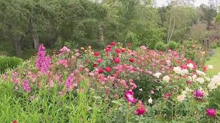 Roses In Bloom At Descanso Gardens