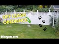 Poughkeepsie Dog Trainer - Off leash dog obedience with Max - 914-469-2070 Poughkeepsie Dog Trainer - Off leash dog obedience with Max - 914-469-2070