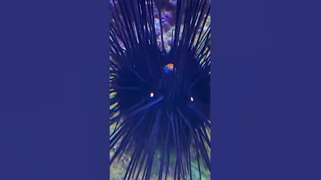 Из чего состоит морской ёж?