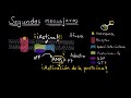 Mecanismo celular de acción hormonal | Fisiología del sistema endócrino | Khan Academy en Español