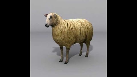 sheep 3D model from CGTrader.com