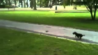 Border Terrier Lucien19 Semaines Et Le Lévrier