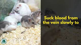 Tips for Blood Collection from Lab Animals l Learn with Labmonk l Part - 1 Resimi