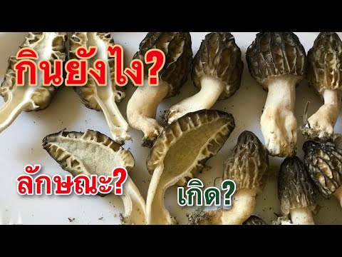 วีดีโอ: คุณกินเห็ดโมเรลดิบได้ไหม