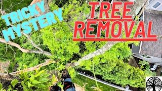 Tricky Back Yard Mystery Tree