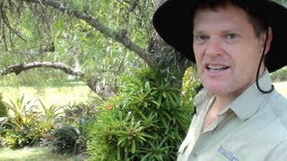 PLANTS FOR SHADED GARDEN AREAS - Bromeliads