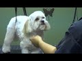 How to Groom a Shih Tzu (Puppy Cut) - Do-It-Yourself Dog Grooming