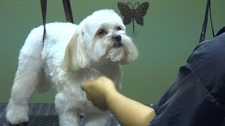 How to Groom a Shih Tzu (Puppy Cut) - Do-It-Yourself Dog Grooming by DIY Pet Grooms 185,189 views 4 years ago 41 minutes