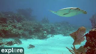 Utopia Village Sandy Channel Underwater Reef Cam powered by EXPLORE.org