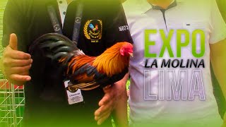 EXPO de GALLOS ORNAMENTALES | Lima - PERÚ 2022 | KIKIRIKIS🐔🐤