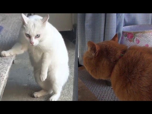 実録 猫の喧嘩 歌舞伎役者のような声で威嚇する猫 Cat Fight Youtube 実録 猫の喧嘩 歌舞伎役者のような声で威嚇する猫 Cat Fight Youtube