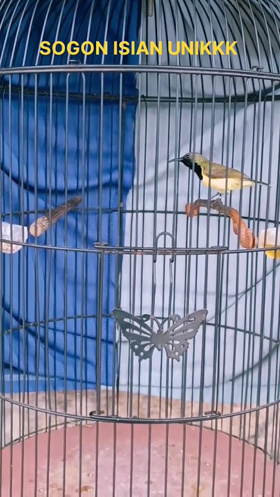 sogon nembak isian sangat langka dan unikk #masteransogon #kicaumania #sogon #birds #shorts
