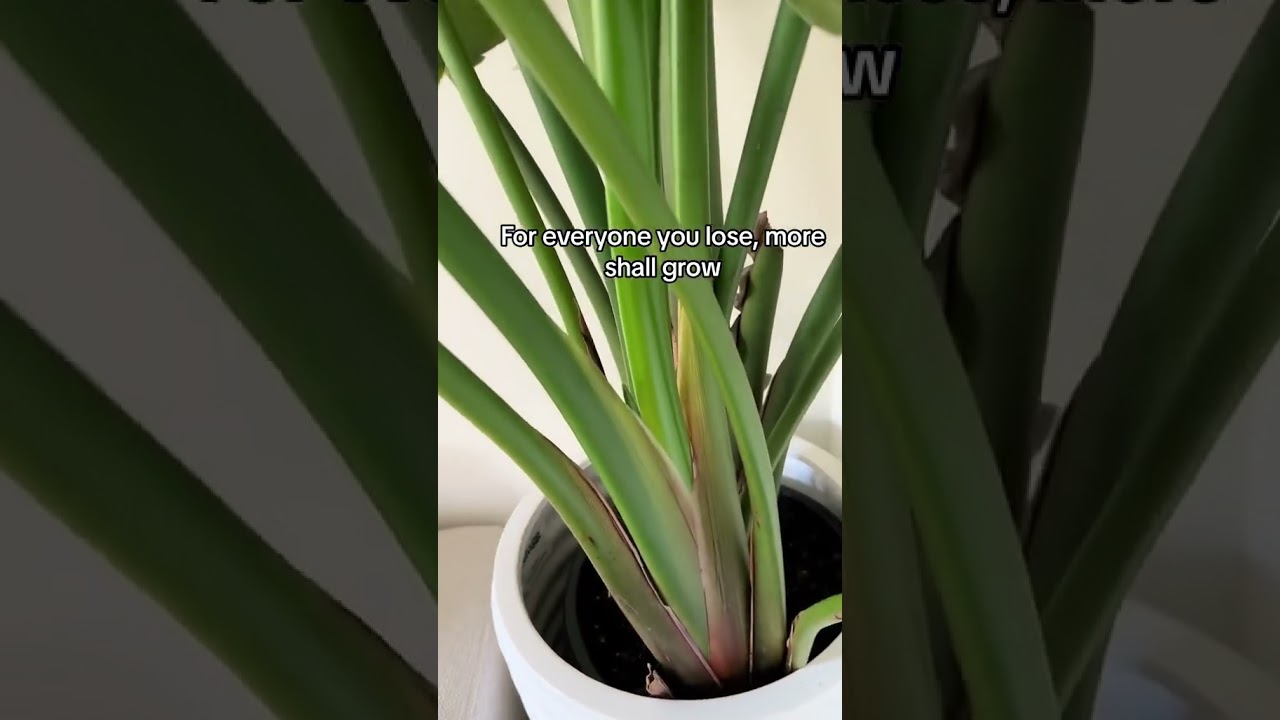 Does your bird of paradise have yellow leaves? Don’t stress! 