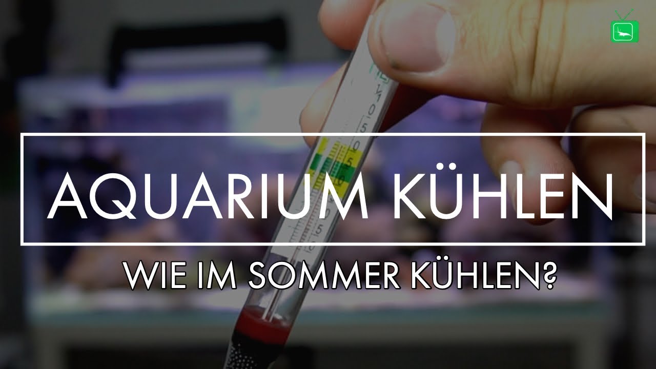 AQUARIUM KÜHLEN  IM SOMMER - SO GEHTS! | GarnelenTv