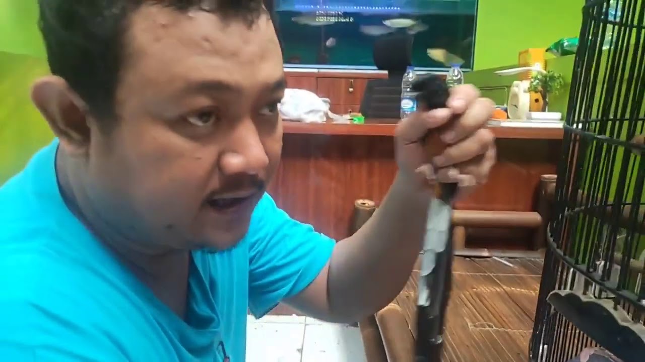 langkah pengobatan pd burung loyo kurang gairah atau nyilet kurus