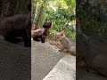 എന്തൊരാശ്വാസം 😁😁🤣 #trending #cat #petshub #funny #youtubeshorts #todayviralvideo #cute #funnyanimals