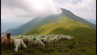 Kangal rupt de LUPI | Stâna din Butuci a lui Gavrilă Pavelea |  Rhododendron  video 2020