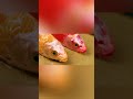 Stop Motion ASMR Fish Figh 25.12.2024 #fish #shorts #asmr #fynnyvideo #fish #funnycats #fishing