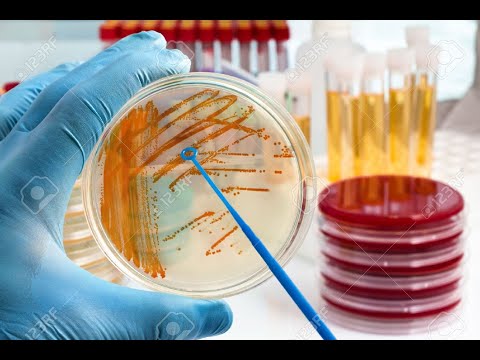 Gram Positive Bacilli