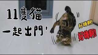 【黃阿瑪的後宮生活】11隻貓一起出門