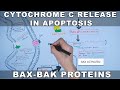 Mechanism of Cytochrome C Release from Mitochondria