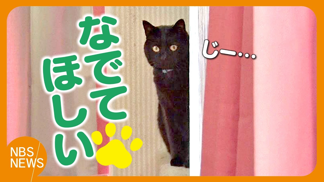 Three cats who want to be petted - YouTube